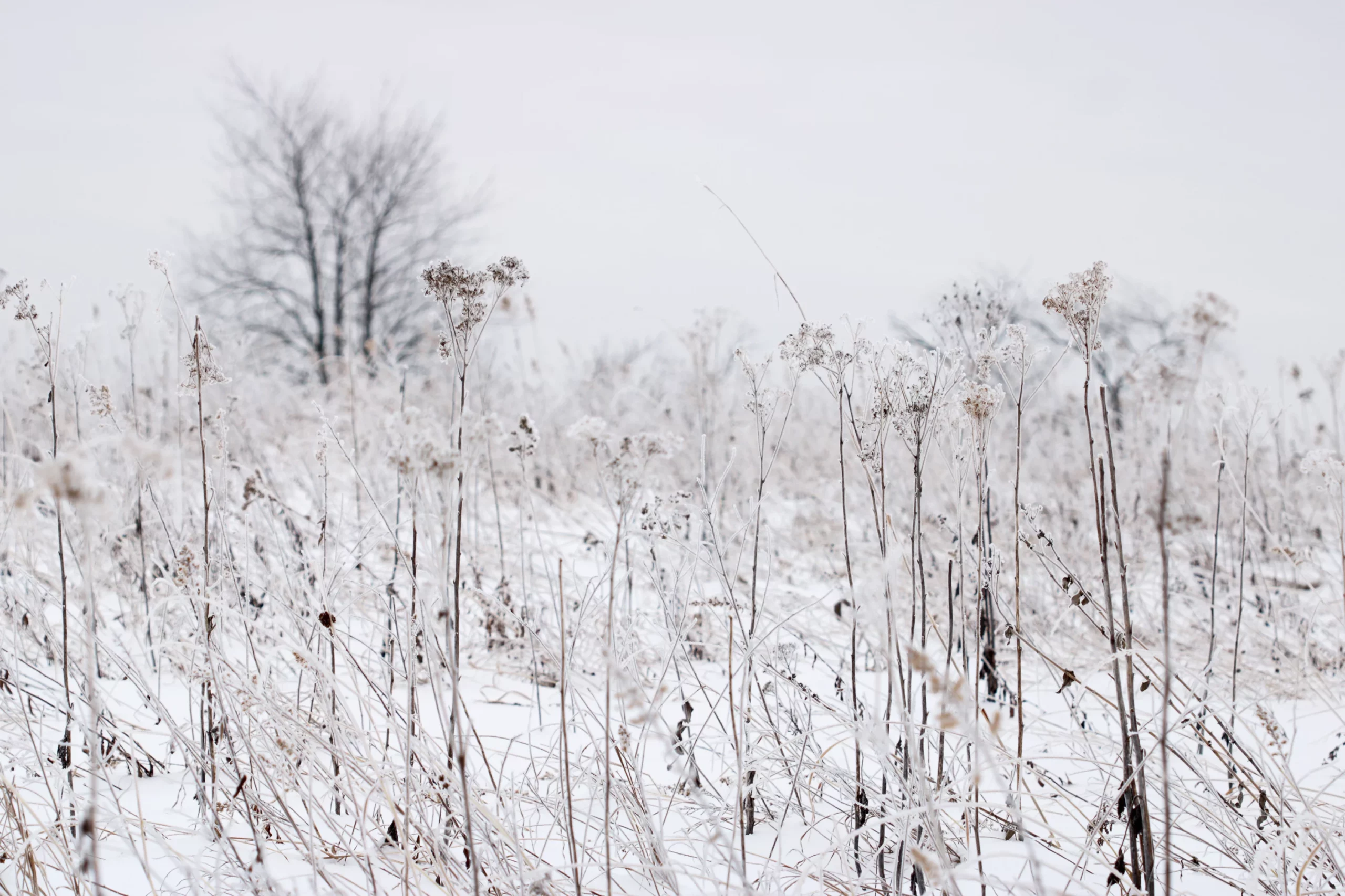 Frozen field in winter